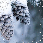 Еловые шишки зимой смайлик гиф анимация картинки
