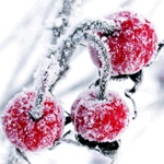 Три ягоды зимней вишни смайлик гиф анимация картинки