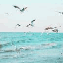 Чайки кружат над морем смайлик гиф анимация картинки
