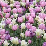Поле разноцветных тюльпанов смайлик гиф анимация картинки