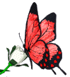 Красная бабочка на белой розе смайлик гиф анимация картинки